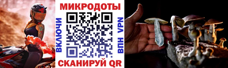 Галлюциногенные грибы Psilocybine cubensis  Грозный 